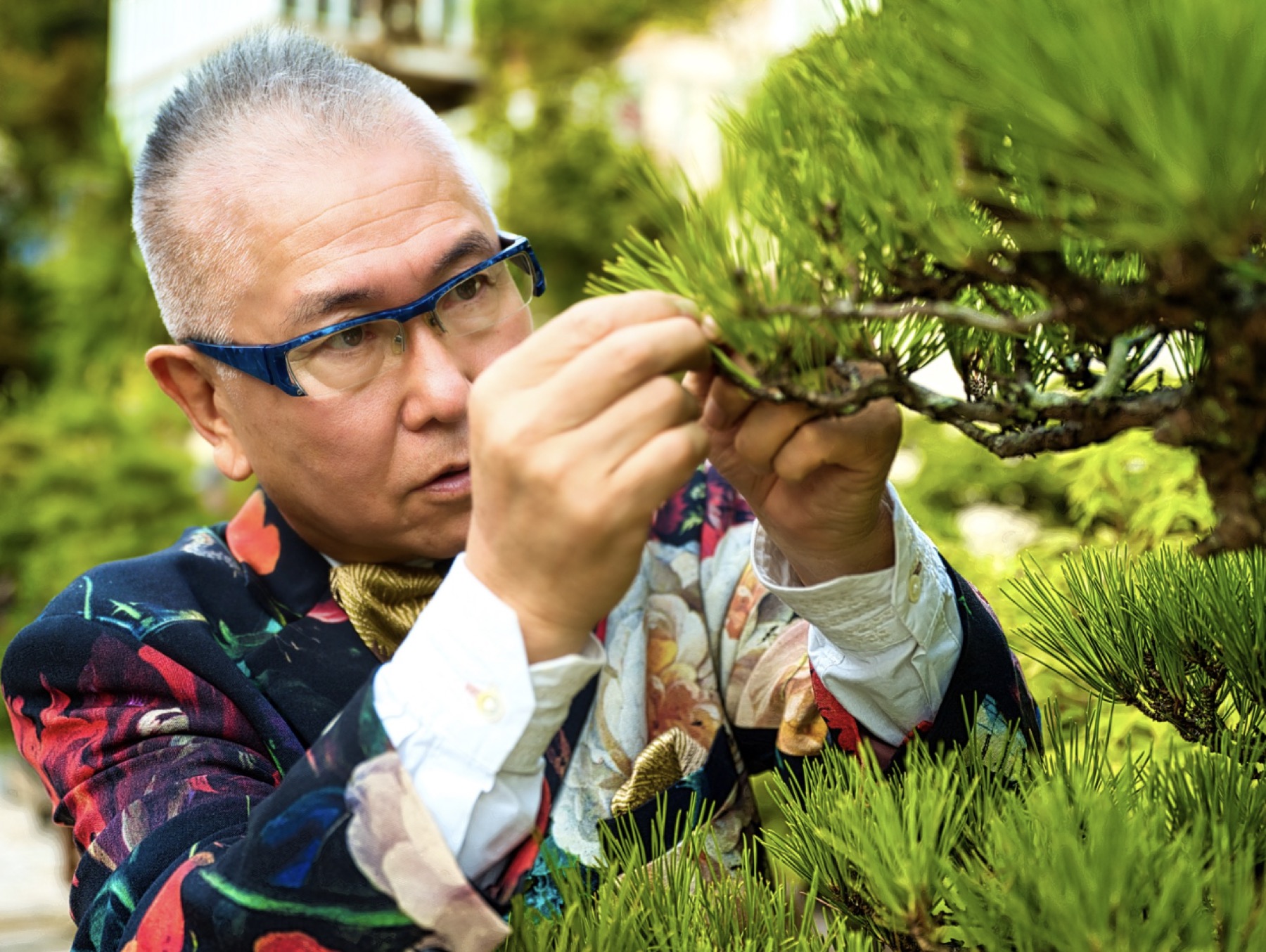 松の剪定をする石原和幸氏の手元